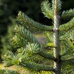 Healing Christmas Queen – The Fir Tree